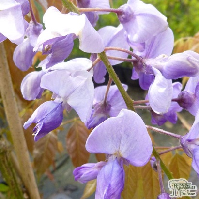 Wisteria Amethyst Falls